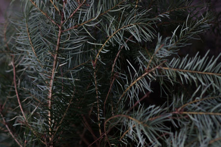 December 13   The beauty of Christmas tree textures.