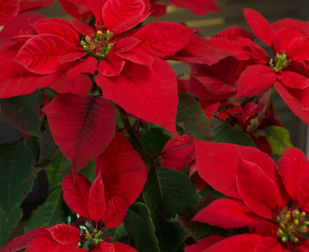 December 30   The vibrant red of a beautiful poinsettia is often taken for granted during the holiday season...don't. Look closely and enjoy.