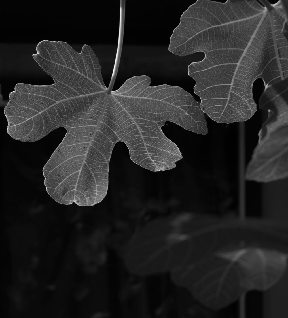 June 8, 2015:  The sunlight penetrated the fig leaf, pulling it out of the shadows.  Come out of the shadows with the clarity of light.  Still...life.