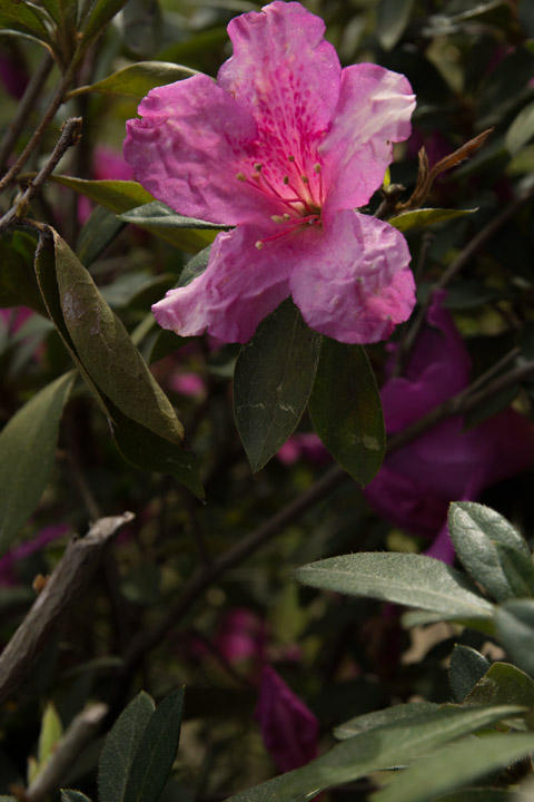 March 16   When I first became serious about photography at 16, I would prowl behind my mom's azaleas to photograph their colors and textures as the light shown through them.  The flowers -- their colors and textures -- and the memories remain beautiful to me.