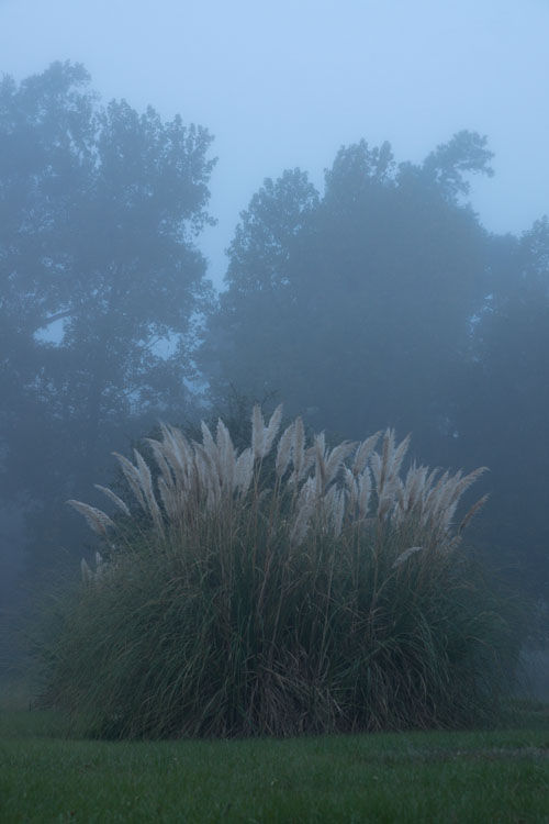 November 5  Another beautiful, foggy morning making the pampas grass stand out in shape and colors from the trees in the background. I wasn't walking their direction until I saw them and then I couldn't resist.