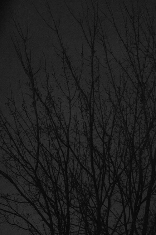 December 5 Strong winds move the trees to a spooky beauty at night, the images suitable for fairy tales set in dark woods.