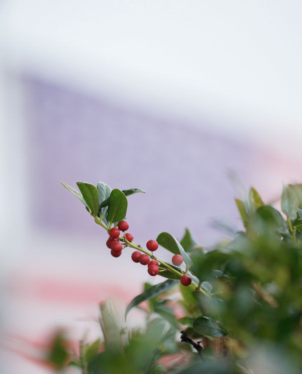 December 28   Holly berries stand out against the flag whipping in the wind. Makes me think of our military and the song "I'll Be Home For Christmas."