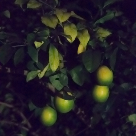October 7, 2015:  These lemons have appeared several times in this project over the year...beginning with the little blooms.  It is about time now to harvest.  With patience, harvest always comes in one way or another.  Still...life.