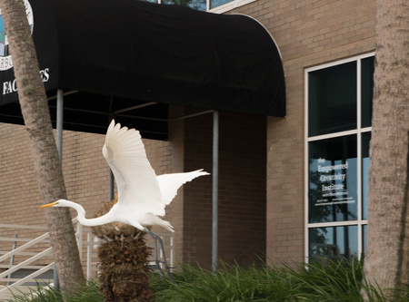 November 4, 2015:  The egret spreads its wings outside my office.  I left a cozy 27-year career to try to offer this experience of spreading one's wings.  The calling continues.  Still...life.