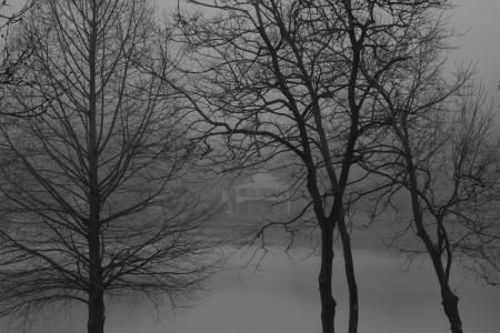 January 8 Fog is flirtatious and beautiful, hiding from the viewer just enough to increase the interest to see more. 