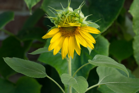July 5   I've never seen shyness look as cute and beautiful as this coy sunflower.