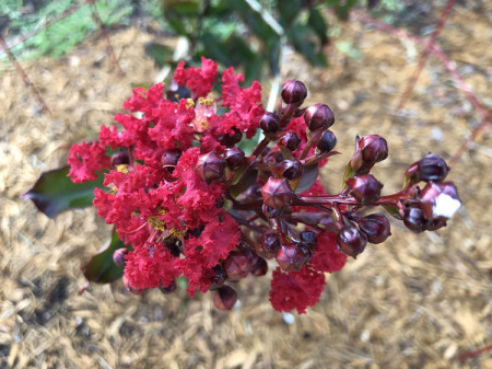 July 28  No timid pink this crape myrtle.  Not long after planting, it boldly proclaims its rich, beautiful colors.