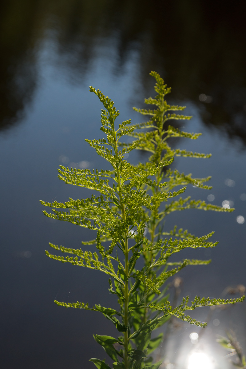 October 4, 2015:  In the morning light, this weed becomes a work of art.  Nature's art.  It is up to us to see in a different way; it was always art.  Still...life.