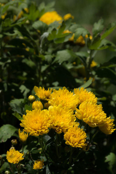 April 25   Last night's storms gave way to brilliant sunshine and plants that express their joy with colors and textures.