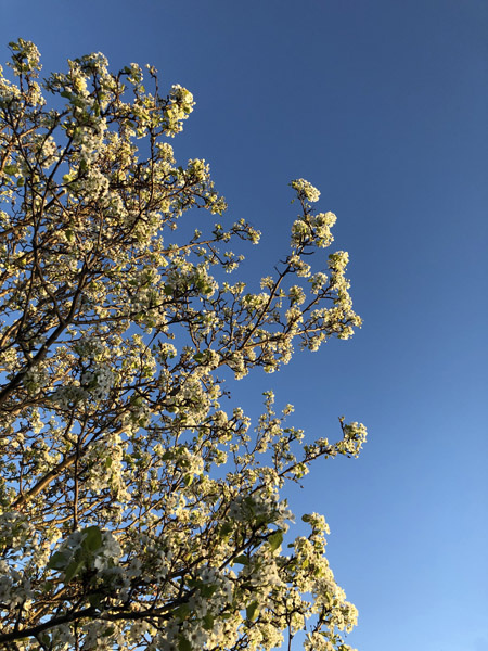 April 26  Less than 36 hours before the snowfall, sufficient enough to need to scrape the rental car's windows, the buds against the Indiana sky revealed the beauty of spring.