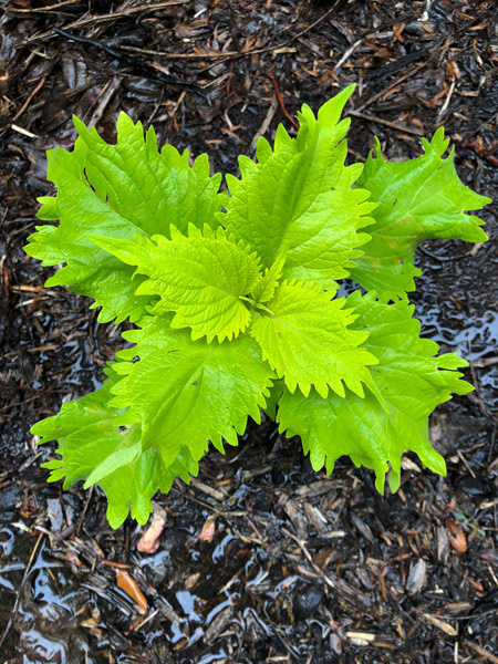 May 11    I don't know what this is, but it and several of its cousins are new companions in the garden at church. The colors and textures stand out beautifully in this pause in the rain right before Mass.