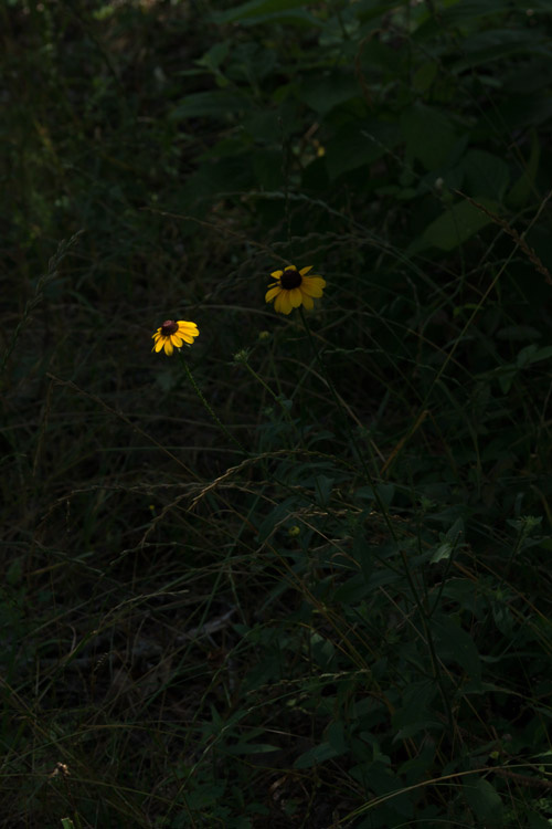 May 27   The breeze blows the flowers into and out of the small area where the sun penetrates the shade created by overhead trees. Its flirt with light draws attention to its beauty.