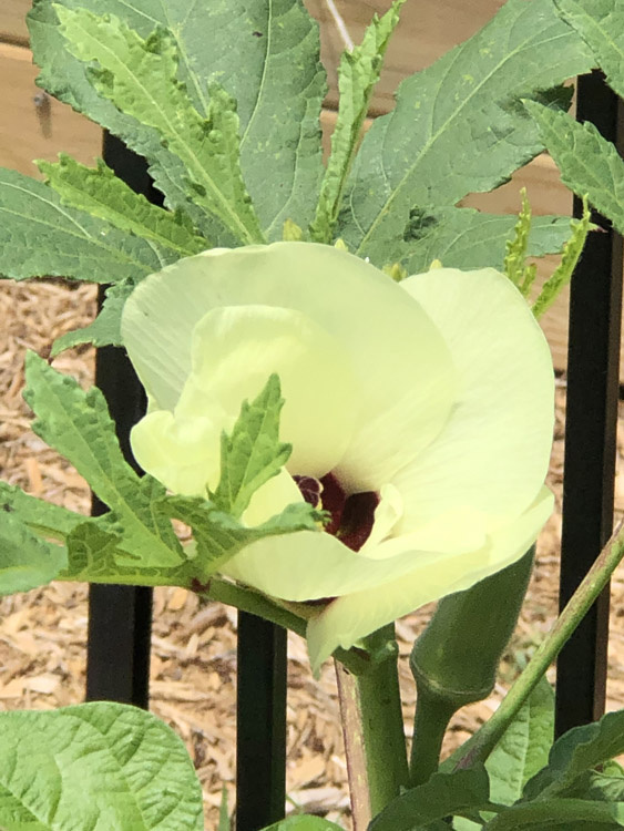 June 19    I never ceased to be amazed at the beauty of an okra bloom, particularly considering the pod that follows.