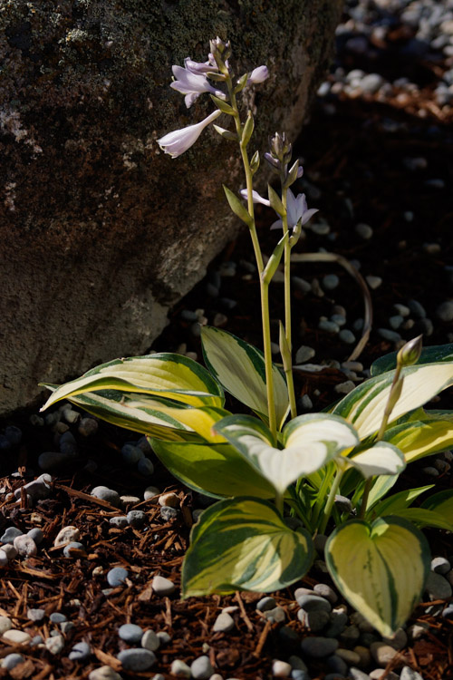 July 24  Early morning light separating the flower from its rock protector.  A beautiful companion to friends, wife and coffee.