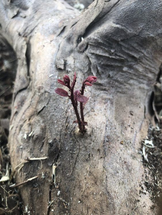 July 20  Coming in close to the tree to cut it down, I found this push of new life and color.  Birth and near-death in the same image; the beauty of the life cycle.