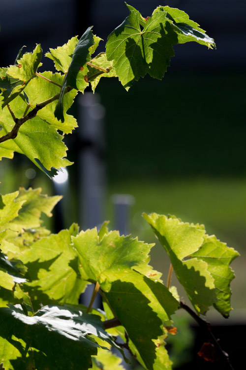 August 5   The late-day light shoots through the few grape leaves that have survived summer's heat and deer's hunger.  They remain beautiful and resolute.