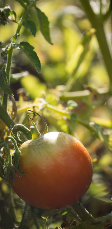 August 6  There is something more beautiful about a tomato that has not benefitted from the genetics to make something that is aesthetically improved but not as tasty.