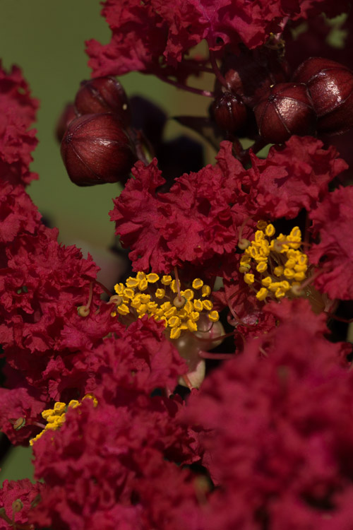 August 16     I am not a fan of crape myrtle.  Until we found this color. Getting close for a view, I am awed by the richness and detail of what I see.  Beauty is like that.
