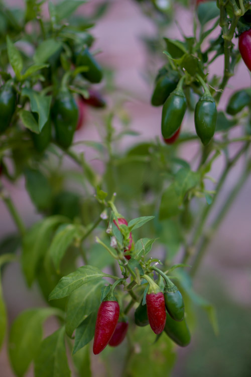 September 24  The jalapenos have flourished, creating what seems to be a never-ending crop of color.