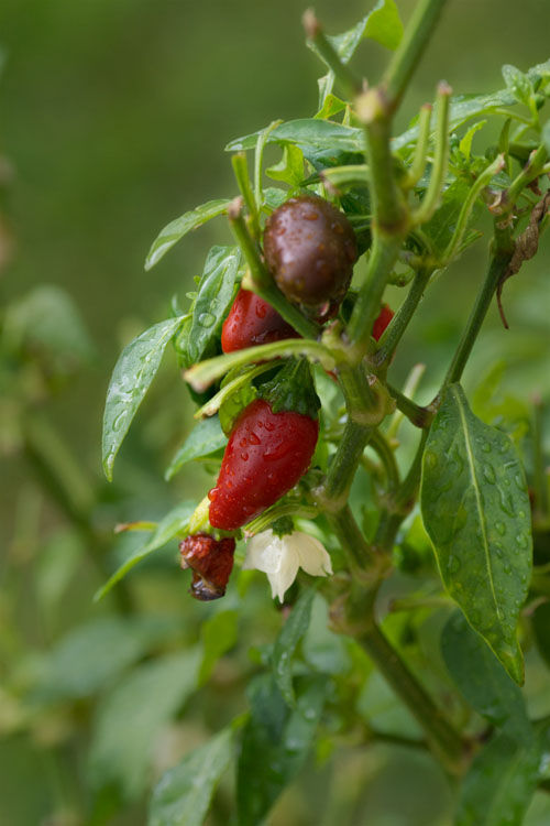 October 15   A bit of welcome rain draws me to the jalapenos again. To pick them only when they are green is to cheat yourself of the variety of beautiful colors they "age" into.