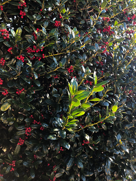 December 19  New leaves reach out for the morning sun with the more mature leaves and berries admiring the addition of the new growth.