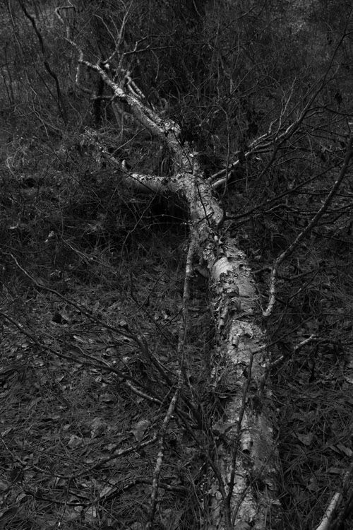 December 20   In the cloudy, cold conditions of the day, the beauty of this downed tree reminds us that beauty comes in all conditions.