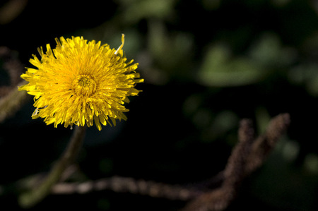 Flower on grounds of University of West Bohemia