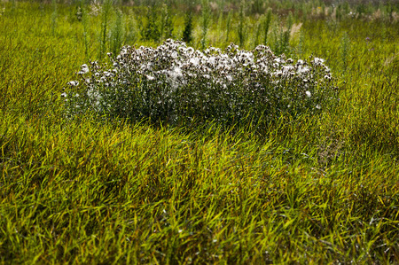 Field near University of West Bohemia