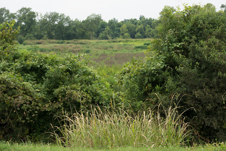 Delta area near Yazoo City, MS