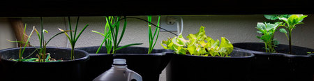 January 4, 2015:  Onion, garlic, lettuce, potato...growing because of light, water, nutrients...while indoors in buckets.  Growth happens anywhere, given the conditions for it.  Grow anywhere.  Everywhere.  Still...life.