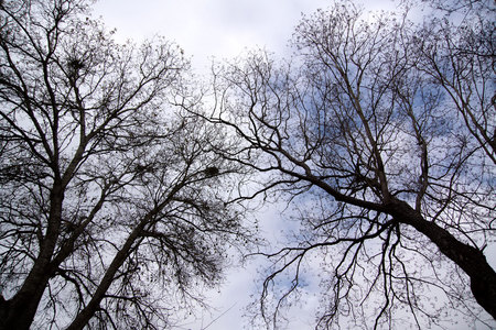 January 31, 2015:  The last remnant of blue as the gray rolls in.  The trees bearing signs of winter, but waiting for spring to roll in, too.  And so it goes in cycles.  Still...life.