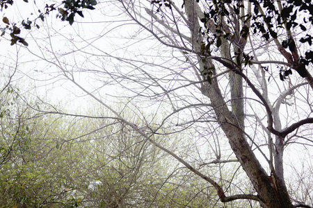 March 3, 2015:  Amidst the fog, the signs of seasons.  The oak held on throughout the winter.  Another awaits its leaves for spring and the other has started with optimistic growth. Different trees and different states at the same time.  Sort of like people.  Still...life.