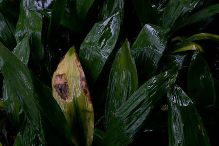 March 12, 2015:  Rain continues, providing wonderful colors, sheen and light.  Always so much to see.  Still...life.