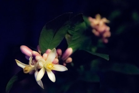 March 13, 2015:  Lemon blossoms greet me as I come up the walk at the end of a long day.  They catch my eye in the darkness differently than during the day.  The low glow of a porch light draws out the blooms from the dark yard behind.  Pause.  Notice.  Sniff.  Create.  Still....life.