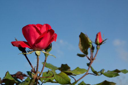 March 30, 2015:  Whether bloom or bud or leaf...never stop reaching for the sun and sky.  Good advice, Rose.  Thanks.  Still...life.