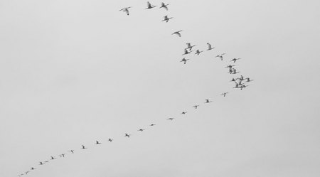 April 5, 2015:  Flying in formation or in their own way, they'll get there together.  You shouldn't expect others be always be "in line."  Enjoy the flight and the journey.  Still...life.