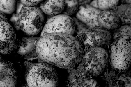 April 20, 2015:  This small potato "harvest" doesn't make me ready to set up a booth at the local Farmers' Market, but it is rewarding to be able to produce.  Much is learned by living in Nature's time, not Society's.  Still...life.