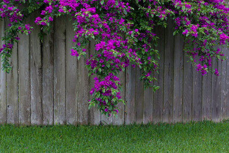 April 26, 2015:  April showers brings...  The richness of colors, and the juxtaposition of the decaying fence with the blooming flowers....  Still...life.