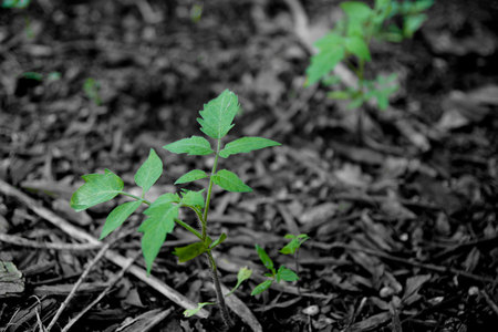 April 27, 2015:  I throw vegetables and other organics in my front garden, likely to the chagrin of the HOA.  Today, I noticed this surprise...tomato plants...."volunteers" is the term for plants that come up on their own accord like this.  We need more volunteers.  Still...life.
