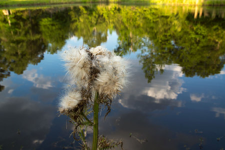 May 3, 2015:  From the ground or in the sky, or anywhere in between---beauty.  Bringing them together for just a moment...life is in the moments.  Still...life.