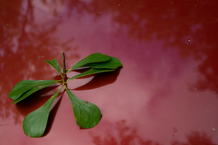 May 10, 2015:  Birthday day today.  It started out with an unexpected gift of simple color, and got better as the day went on.  Simple gifts just by noticing.  Still...life.