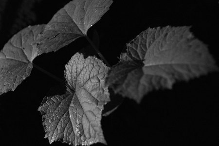 May 17, 2015:  Day passing too fast.  This project requires a photo.  Go!  See!  Create!  The textures and forms of young cucumber leaves lit by a low-wattage outdoor light fits the bill.  Take action to see, to create.  Still...life.