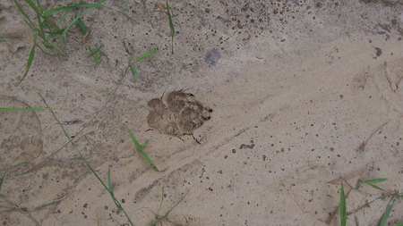May 23, 2015:  Ironic that I can no longer drive onto my property due to rain damage to road and culvert, yet these footprints remind me that those native to the land continue to move about freely.  Most any location or environment provides a similar reality check.  Still...life.