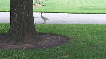 May 22, 2015:  You know that you've had a lot of rain when a water bird shows up in the neighbor's driveway, looking around as if to say, "Wasn't there a lake here yesterday?"  Things change; humor remains.  Still...life.