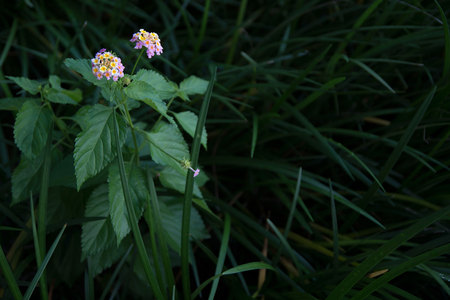 May 28, 2015:  Amidst the grasses, this weed stands tall...different in its purpose and its beauty.  An important lesson for all.  Still...life.