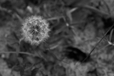 July 11, 2015:  About 35-40 years ago, I photographed a dandelion pod and always enjoyed looking at it.  This image reminded me of then...in many ways.  Visual memories have a way of carrying much with them.  Still...life.