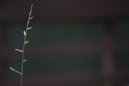 July 17, 2015: In tough conditions, sometimes it is the weed that survives and stands tall.  Sometimes we need to be more like weeds.  Still...life.