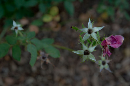 July 27, 2015:  Star gazing in the garden.  Still...life.