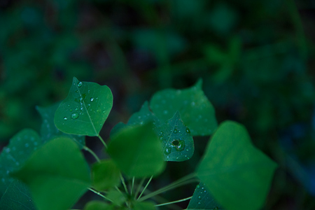 August 20. 2015:  The calm and restorative qualities of rain, green and life.  Still...life.